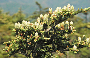 20 FRASER FIR Tree Abies Fraseri Christmas Tree Southern Balsam Fir Native Evergreen Seeds